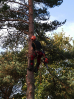 loggers