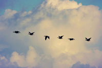 migrating birds