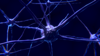 nerves