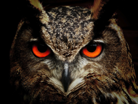 owl