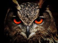 owl