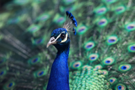 peacock