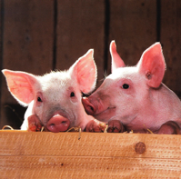 pig