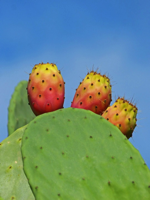 Shovels Prickly Pear Cactus Prickly Pear