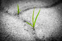 seedling
