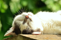 sleeping cat