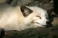 sleep