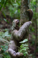 sloth