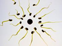 sperm