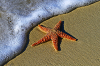 starfish