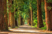 trees