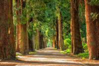 trees
