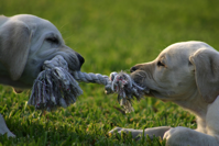 tug o war