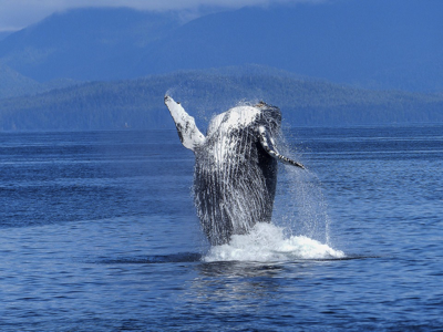 whale