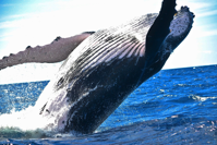 whale