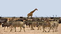 zebra giraffe