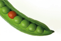 Peas Pod Pea Free photo on Pixabay