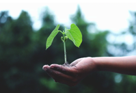 Person Holding A Green Plant Free Stock Photo