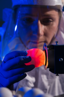 Person Holding An Egg Free Stock Photo