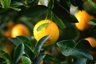 pexels oranges