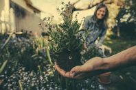 Planting Gardening Flowers Free photo on Pixabay