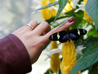 butterfly