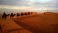 camels