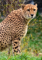 cheetah