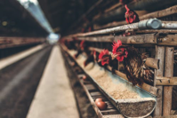 chicken farm