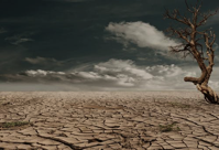 Dry earth with dead tree
