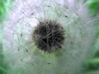 dandylion