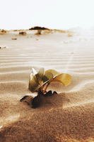 Dry Climate
