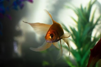 px-goldfish-.png Goldfish