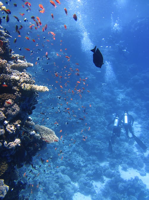 great barrier reef