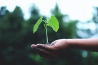 growth - Hand holiding plant.