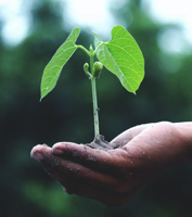 growth