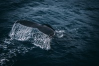 whale tale