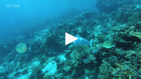 Robot fish could revolutionise how we study aquatic life Business Insider
