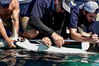 Save the Sharks Scientific American Blog Network