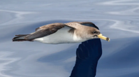 Scientists Have a Plan to Turn Seabirds Into Tiny Ocean Science Labs