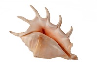 Sea shell 2021 09 20 16 58 06 utc