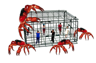 Second Annual Crab Trap Application