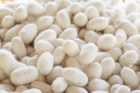 Silk cocoon that is processed to yield silk fiber 2021 08 26 17 19 44 utc