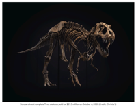 T-Rex Skeleton
