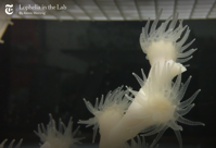 This Coral Must Die The New York Times
