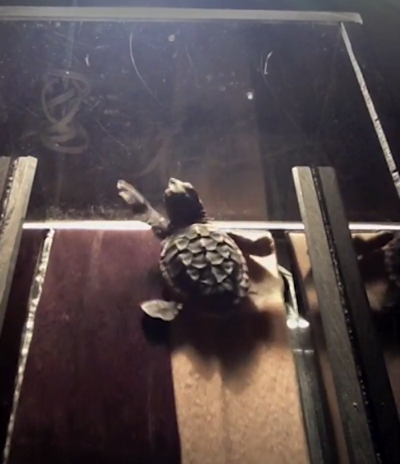 Turtle Treadmills A Novel Test For Stamina Video NYTimes com
