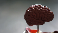 brain model