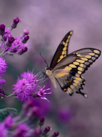 Butterfly on flower