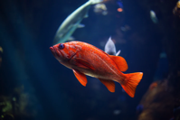 fish in pond with other fish