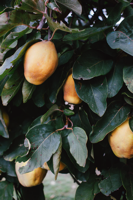 mangos on a tree
